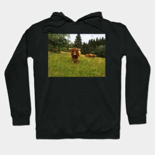 Scottish Highland Cattle Cows 2073 Hoodie